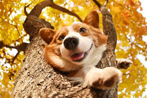 Corgi 1080P, 2K, 4K, 5K HD wallpapers free download | Wallpaper Flare