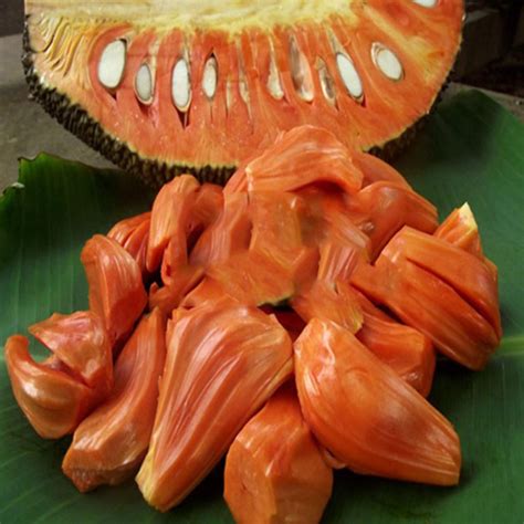 Red-fleshed Jackfruit, A Highly-prized Fruit in Vietnam – Cuisine of Vietnam