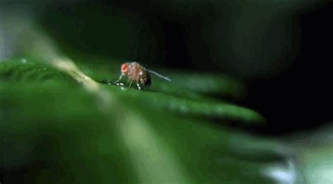 The only carnivorous caterpillar. : r/gifs