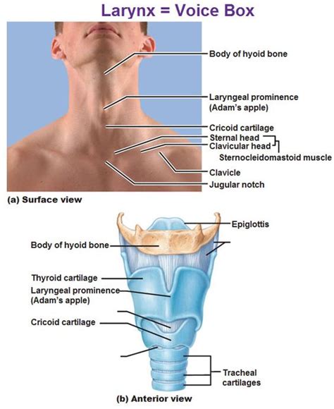 larynx voice box, hyoid bone, laryngeal prominence, adam's apple, thyroid cartilage, cricoid ...