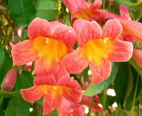 Expert Tips On How To Care Crossvine Plant | Plantly