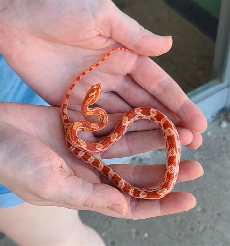 Elaphe [Pantherophis] guttata 'Amelanistic Corn Snake' Male