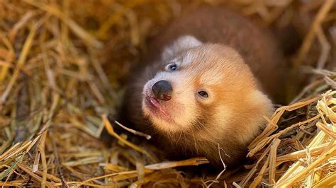 Un cachorro de panda rojo del tamaño de un dedo humano en el zoológico ...