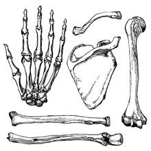 Human Bones Free Stock Photo - Public Domain Pictures