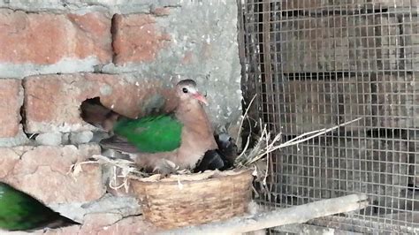 Emerald dove in breeding nest - YouTube