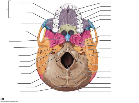 Skull Inferior View (left side labels) Diagram | Quizlet