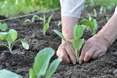 How to Plant and Grow Cabbage | Gardener's Path