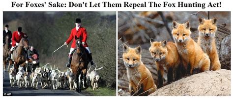 Fox hunting | Fox hunting, Fox, Animal welfare board