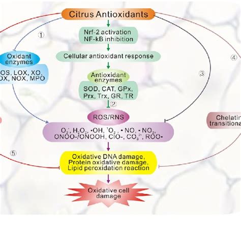 (PDF) Antioxidant activity of Citrus fruits