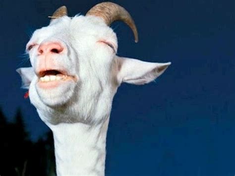 Create meme "Happy goat " - Pictures - Meme-arsenal.com