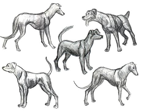 Dog Anatomy Drawing