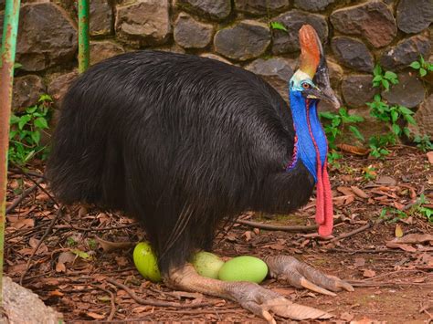 Baby Cassowaries: All You Need To Know (with Pictures) | Birdfact