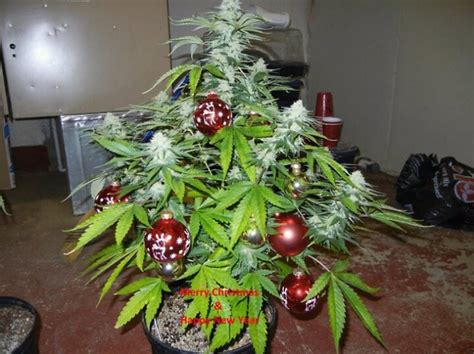 Five of the worst Christmas trees ever | Krugersdorp News