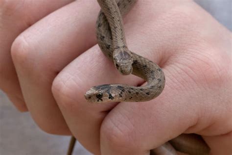 Michigan Snakes: Identification Guide to All Species + Pics