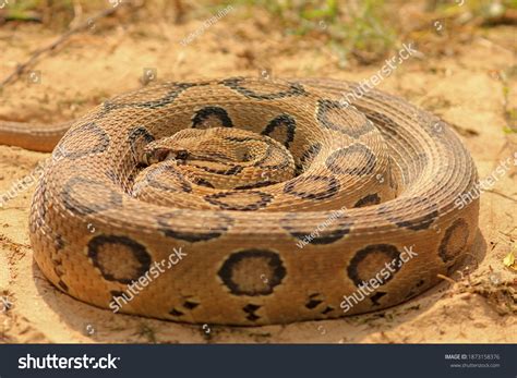 One Most Venomous Snake Indian Sub Stock Photo 1873158376 | Shutterstock