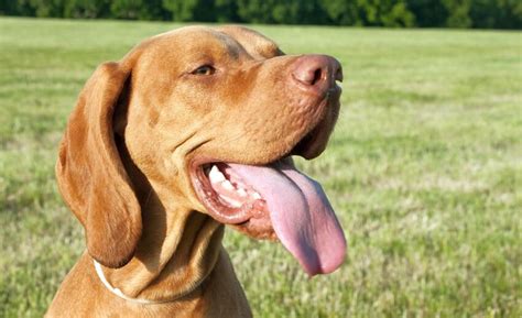 25 Vizsla Mixed Breeds: Athletic Best Buddies!