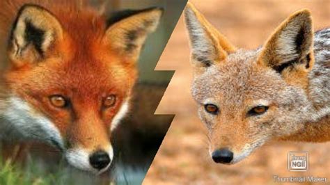 FOX VS JACKAL - WHO IS STRONGER? - YouTube