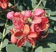 Cassia margina Seeds , Cathartocarpus marginatus Seeds , Cathartocarpus roxburghii Seeds, Red ...