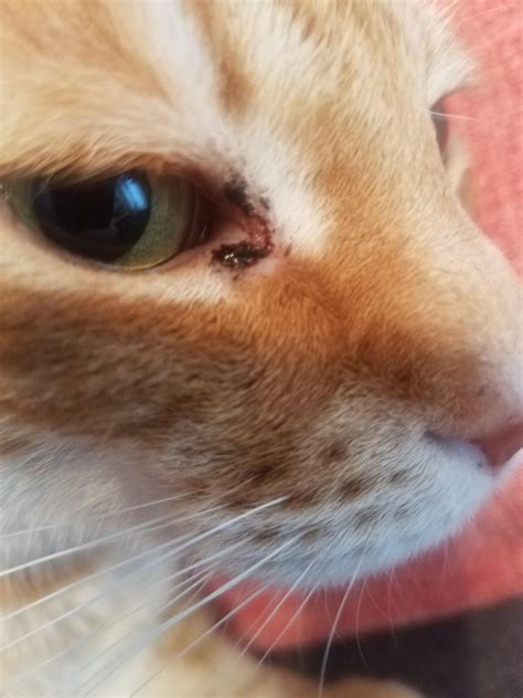 Reddish black discharge from cat's eye : r/AskVet