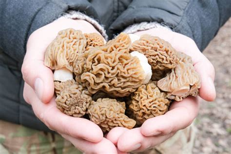 Morel Mushroom Hunting Tips – Mother Earth News