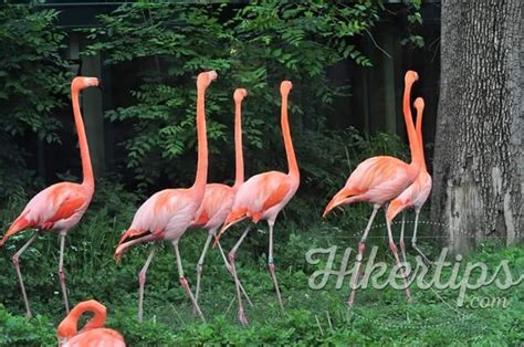 20 amazing pictures taken in Schonbrunn Zoo - HikerTips