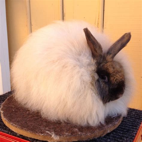 French and Satin Angoras - The Brown Rabbit & Brown's Bee Yard | Rabbit, Angora rabbit, Rabbit ...