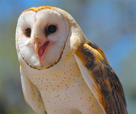 بالصور تعالوا نعرفكم على طائر#البوم - باللاتينية: Strigiformes..وأنواعه ...