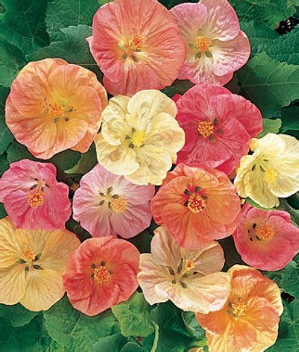 Flowering Maple 20 Seeds - Abutilon - Tropical - Hirt's Gardens