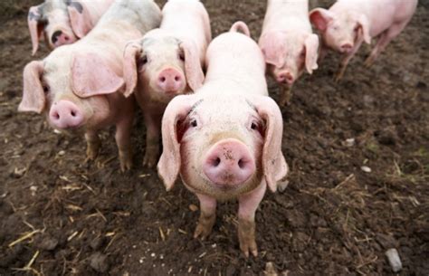 Here's How to Cut Antibiotic Use in Farm Animals | TIME