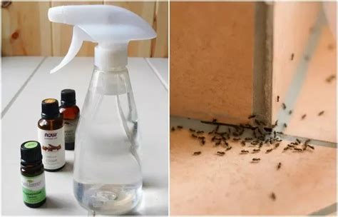 Homemade Ant Repellent Spray To Get Rid Of Ants For Good Essential Oils ...