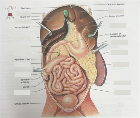 Cat: internal organs (pt. 1) Diagram | Quizlet