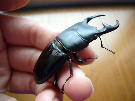 Rhinoceros beetle stag beetle - taialanguage