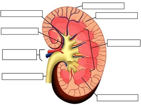 Kidney Nephron Labeled Diagram