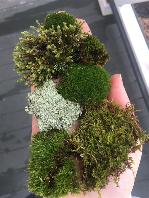 Moss identification help : r/Moss