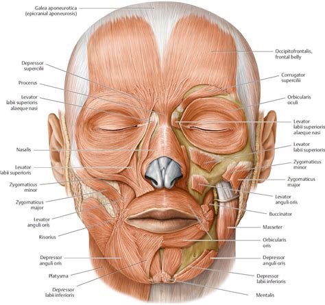 Facial Muscles Anterior View Poster, Anatomy Poster, Muscles of Facial Expression, Overview ...