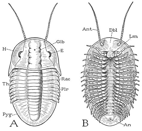 Trilobite Anatomy - Anatomical Charts & Posters