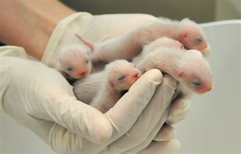 6 endangered black-footed ferrets born at Phoenix Zoo | AP News