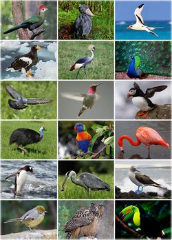 Aves - Wikipedia, la enciclopedia libre