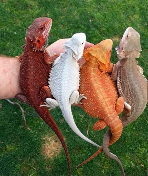 Blue Flame Bearded Dragons Sale | Blue Bearded Dragon | Lizards and ...