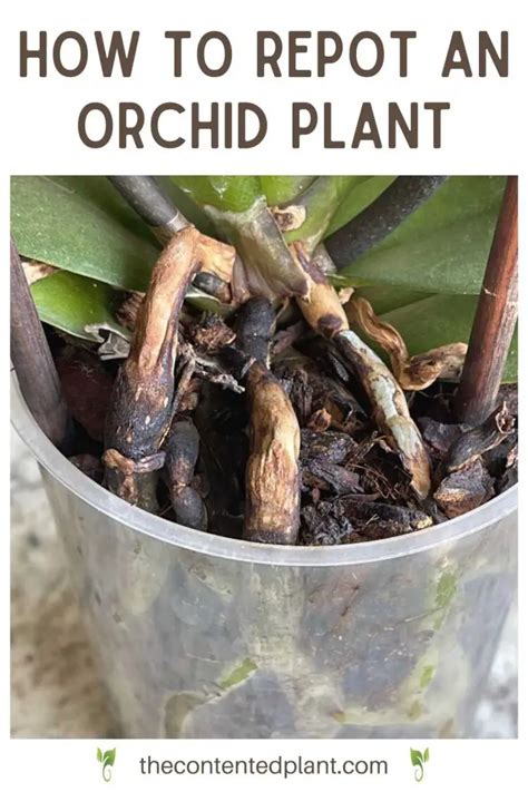 How to Repot An Orchid Successfully - The Contented Plant