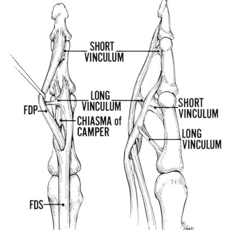 Graphic of FDS and FDP muscle in finger [4] | Download Scientific Diagram