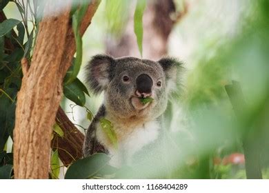 1,830 Koala eating leaves Images, Stock Photos & Vectors | Shutterstock