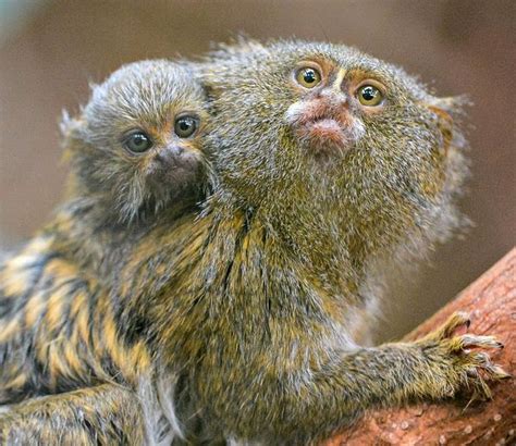 World's Tiniest Monkey Species Born at Chester Zoo - ZooBorns