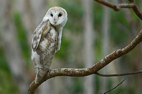 Hawaiian Owl | Owls | Pinterest