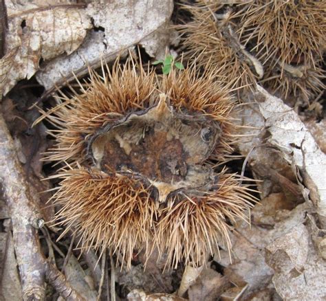 Sweet Chestnut identification in winter - Tree Guide UK