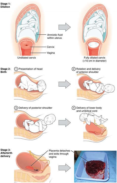 Maternal Changes During Pregnancy, Labor, and Birth | Anatomy and ...