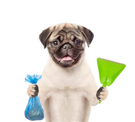 Dog Poop Cleanup Service Plano | Pet Waste Management Service Plano TX