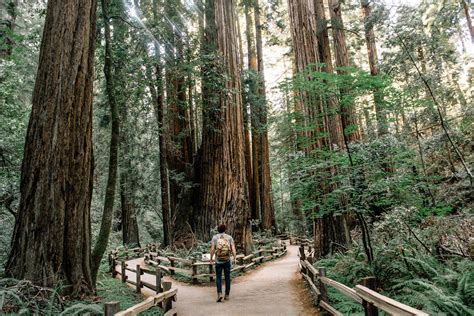 Travel Guide: Best Things to Do in Mill Valley California — Marin Hotels Blog