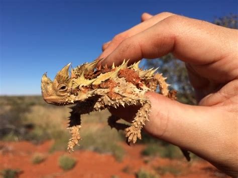 Great Sandy Desert Animals