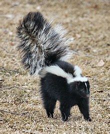 Skunk - Wikipedia